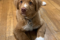 Koda