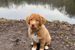 Koda