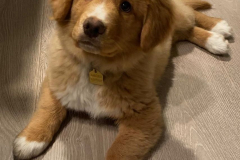 Gnocchi