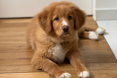 Gnocchi