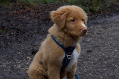 Koda