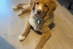 Gnocchi
