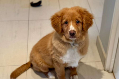 Gnocchi
