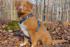Koda