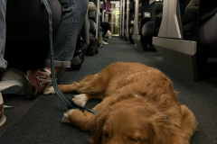 Koda