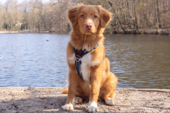 Koda