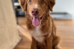 Koda