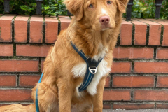 Koda