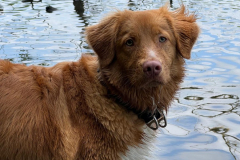Koda