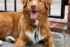 Koda