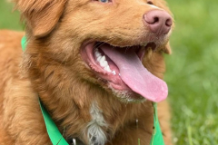 Koda