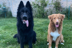 Koda