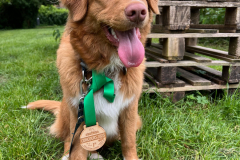 Koda