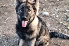 Vidja