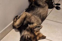 Vidja