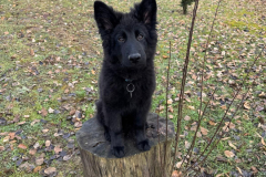 Argos