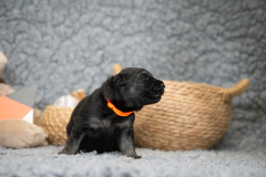 Femelle collier Orange