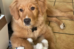 Kuma