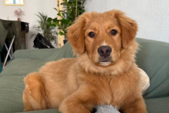 Kuma