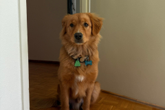 Kuma