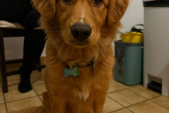 Kuma