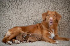 Shelby et les bébés