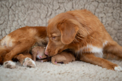 Shelby et les bébés