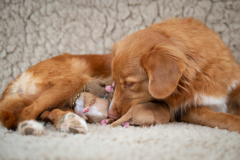 Shelby et les bébés