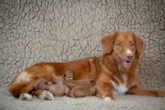 Shelby et les bébés