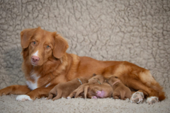 Shelby et les bébés