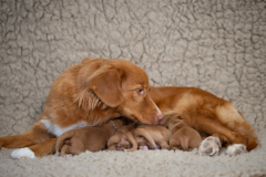 Shelby et les bébés