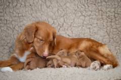 Shelby et les bébés