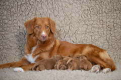 Shelby et les bébés