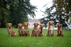 Faune, Akka, Catan, Fox, Whisky, Magni et Phoenix