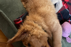 Watson