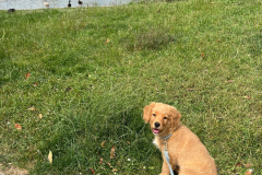 Astoria