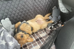Watson
