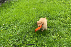 Watson