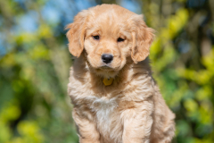 Arlo Watson (Mâle collier Jaune)
