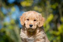Arlo Watson (Mâle collier Jaune)