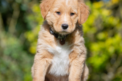 A billy Jasper (Mâle collier Brun)