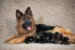 Olga et ses bébés