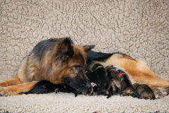 Olga et ses bébés