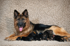 Olga et ses bébés