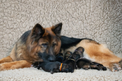 Olga et ses bébés