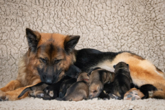 Olga et ses bébés
