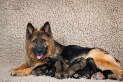 Olga et ses bébés