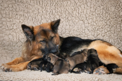 Olga et ses bébés