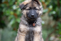 Asko (Mâle collier Brun)