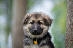 Apollo (Mâle collier Jaune)